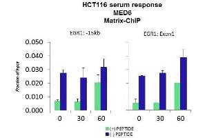 Quiescent human colon carcinoma HCT116 cultures were treated with 10% FBS for three time points (0, 15, 30min) or (0, 30, 60min) were used in Matrix-ChIP and real-time PCR assays at EGR1 gene (Exon1) and 15kb upstream site. (MED6 Antikörper  (Middle Region))