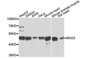 Western blot analysis of extracts of various cell lines, using ENO3 antibody.