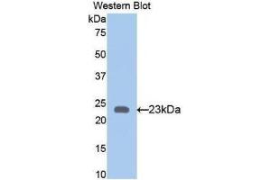 Western Blotting (WB) image for anti-Bone Morphogenetic Protein 4 (BMP4) (AA 211-392) antibody (ABIN1858158) (BMP4 Antikörper  (AA 211-392))