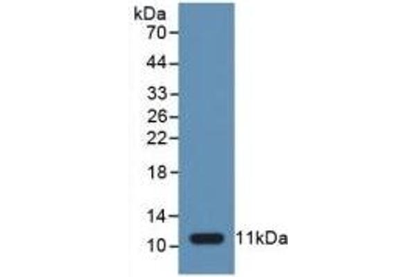 Caspase 1 anticorps  (AA 317-404)