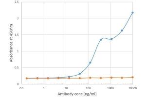 Binding curve of anti-Bet v 1 antibody BV16 (ABIN7072369) to Bet v 1 ELISA Plate coated with Bet v 1-A (RayBiotech, 228-22389) at a concentration of 2 μg/mL. (Rekombinanter Bet V 1 Antikörper)