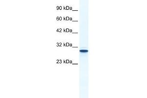 Annexin A5 antibody used at 1. (Annexin V Antikörper  (N-Term))