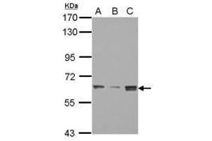 Image no. 1 for anti-SWI/SNF Related, Matrix Associated, Actin Dependent Regulator of Chromatin, Subfamily D, Member 3 (SMARCD3) (AA 105-441) antibody (ABIN1501913) (SMARCD3 Antikörper  (AA 105-441))