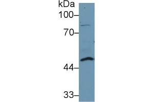 Western Blot; Sample: Human Lung lysate; ;Primary Ab: 1µg/ml Rabbit Anti-Human DDOST Antibody;Second Ab: 0. (DDOST Antikörper  (AA 43-427))