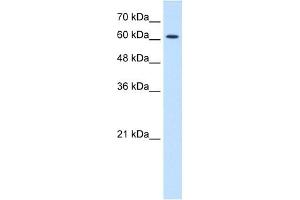 CHRNE antibody (20R-1326) used at 0. (CHRNE Antikörper  (N-Term))