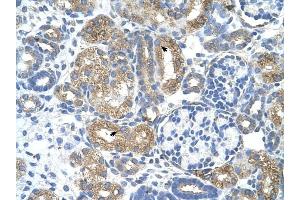 Cobl-Like 1 antibody was used for immunohistochemistry at a concentration of 4-8 ug/ml to stain Epithelial cells of renal tubule (arrows) in Human Kidney. (COBLL1 Antikörper  (N-Term))