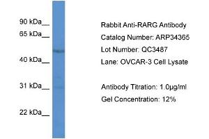 WB Suggested Anti-RARG Antibody   Titration: 1.