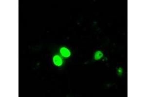 Image no. 2 for anti-Inhibitor of DNA Binding 3, Dominant Negative Helix-Loop-Helix Protein (ID3) antibody (ABIN1498776) (ID3 Antikörper)