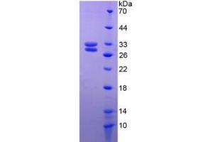 SDS-PAGE analysis of Rat HSF2 Protein. (HSF2 Protein)