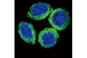 Immunofluorescence (IF) image for anti-Fibroblast Growth Factor Receptor 2 (FGFR2) (AA 7-37), (N-Term) antibody (ABIN391967)