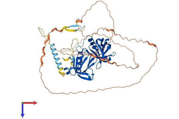 DOK7 Protein (AA 1-504) (His tag)