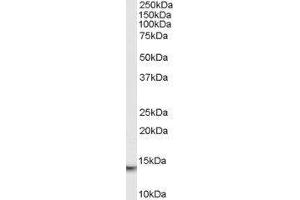 Western Blotting (WB) image for Macrophage Migration Inhibitory Factor (Glycosylation-Inhibiting Factor) (MIF) peptide (ABIN369440)