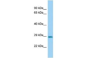 Host:  Rabbit  Target Name:  Cbr2  Sample Type:  Mouse Lung lysates  Antibody Dilution:  1. (CBR2 Antikörper  (N-Term))