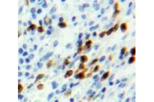 IHC-P analysis of Spleen tissue, with DAB staining. (NUP107 Antikörper  (AA 554-784))