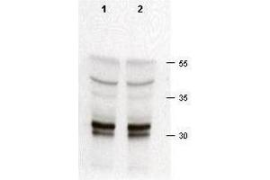 Rabbit anti-cdk2 was used at a 1:200 dilution to detect cdk-2 in asynchronous HeLa cell lysates (run in duplicate). (CDK2 Antikörper  (C-Term))
