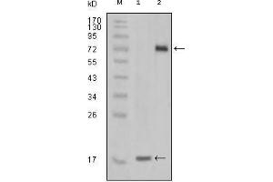 Western Blot showing STYK1 antibody used against truncated STYK1 recombinant protein (1) and STYK1 (aa47-422)-hIgGFc transfected CHO-K1 cell lysate (2). (STYK1 Antikörper)