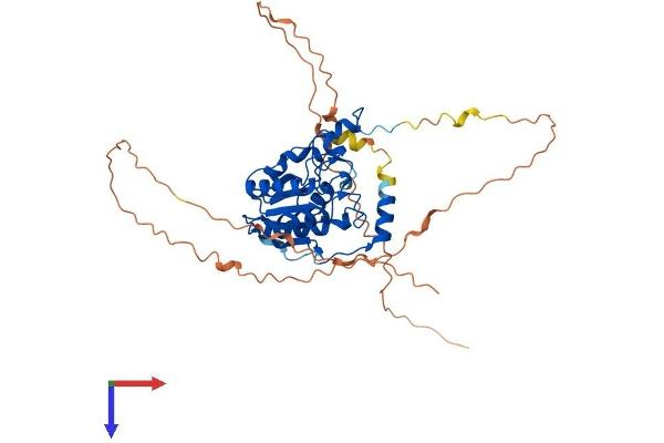 TDG Protein (AA 1-421) (His tag)