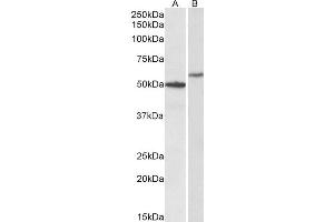 ABIN4902571 (0. (CD47 Antikörper)