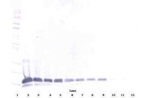 Image no. 4 for anti-Interleukin 16 (IL16) antibody (ABIN465148) (IL16 Antikörper)