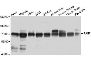 Western blot analysis of extracts of various cell lines, using PAIP1 antibody (ABIN5973592) at 1/1000 dilution.