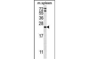 Western blot analysis in mouse spleen tissue lysates (35ug/lane). (RAP1A Antikörper  (C-Term))