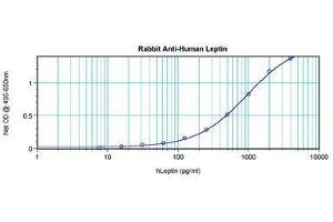 Image no. 4 for anti-Leptin (LEP) antibody (ABIN465530) (Leptin Antikörper)