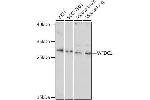 Western blot analysis of extracts of various cell lines, using WFDC1 Rabbit pAb (ABIN7271344) at 1:1000 dilution. (WFDC1 Antikörper  (AA 111-220))
