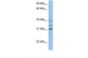 Image no. 1 for anti-Homeobox D1 (HOXD1) (AA 254-303) antibody (ABIN6737882) (HOXD1 Antikörper  (AA 254-303))