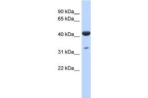 WB Suggested Anti-hCG_1745121 Antibody Titration: 0. (ISPD Antikörper  (N-Term))