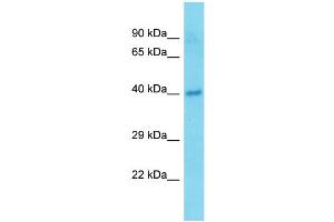 Host:  Rabbit  Target Name:  Tmem25  Sample Type:  Mouse Pancreas lysates  Antibody Dilution:  1. (TMEM25 Antikörper  (C-Term))