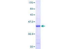 Golgin A7 Protein (GOLGA7) (AA 1-137) (GST tag)