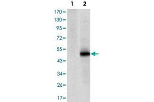 Western blot analysis using CDK9 monoclonal antibody, clone 1B5A7  against HEK293 (1) and CDK9-hIgGFc transfected HEK293 (2) cell lysate.