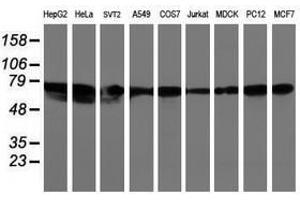 Image no. 2 for anti-Leucine Rich Repeat Containing 50 (LRRC50) antibody (ABIN1499205) (LRRC50 Antikörper)