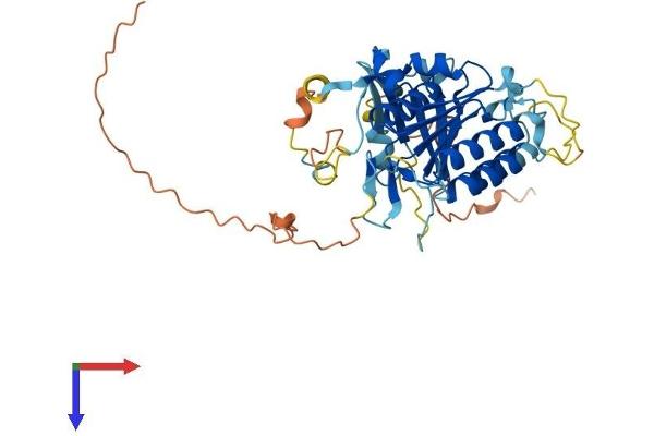 ELP4 Protein (AA 1-424) (His tag)