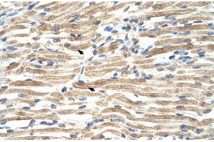 Human Muscle; HumanMuscle; YAF2 antibody - middle region in Human Muscle cells using Immunohistochemistry (YAF2 Antikörper  (Middle Region))