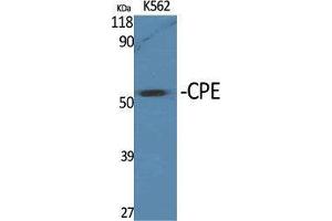 Western Blot (WB) analysis of specific cells using CPE Polyclonal Antibody. (CPE Antikörper  (Internal Region))