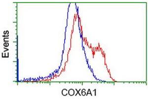 HEK293T cells transfected with either RC210485 overexpress plasmid (Red) or empty vector control plasmid (Blue) were immunostained by anti-COX6A1 antibody (ABIN2452914), and then analyzed by flow cytometry. (COX6A1 Antikörper)