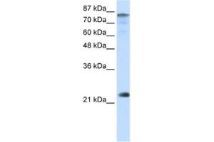 Western Blotting (WB) image for anti-Nuclear Transcription Factor Y, beta (NFYB) antibody (ABIN2461778) (NFYB Antikörper)