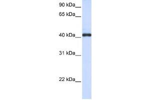 Western Blotting (WB) image for anti-Fc Receptor-Like A (FCRLA) antibody (ABIN2459358) (FCRLA Antikörper)