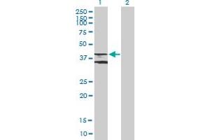 Western Blot analysis of ADRB3 expression in transfected 293T cell line by ADRB3 MaxPab polyclonal antibody.