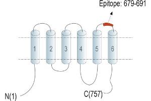 Representative domain view of the target of ABIN7237916. (TMC1 Antikörper  (Extracellular, Loop 3))