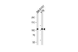 Western blot analysis of lysates from SH-SY5Y, Y79 cell line (from left to right), using CDH8 Antibody (N-term) (ABIN388149 and ABIN2846895). (Cadherin 8 Antikörper  (N-Term))