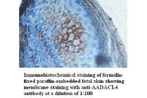 Image no. 1 for anti-Arylacetamide Deacetylase-Like 4 (AADACL4) antibody (ABIN791236) (AADACL4 Antikörper)