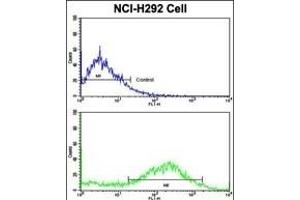 Flow cytometric analysis of NCI- cells using CALD1 Antibody (Center)(bottom histogram) compared to a negative control cell (top histogram). (Caldesmon Antikörper  (AA 428-457))