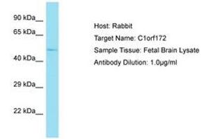 Image no. 1 for anti-Keratinocyte Differentiation Factor 1 (KDF1) (C-Term) antibody (ABIN6750752) (KDF1 Antikörper  (C-Term))