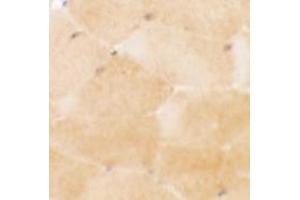 Immunohistochemistry of PRC1 in mouse skeletal muscle tissue with PRC1 antibody at 2. (PRC1 Antikörper  (Middle Region))