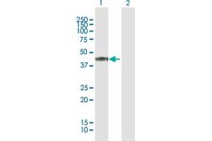 Western Blot analysis of PER3 expression in transfected 293T cell line by PER3 MaxPab polyclonal antibody. (PER3 Antikörper  (AA 1-378))