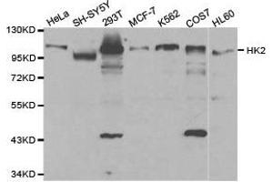 Western Blotting (WB) image for anti-Hexokinase 2 (HK2) antibody (ABIN1873023) (Hexokinase 2 Antikörper)