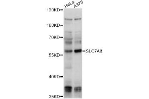 Western blot analysis of extracts of various cell lines, using SLC7A8 antibody (ABIN6292283) at 1:1000 dilution. (SLC7A8 Antikörper)