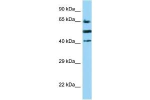 WB Suggested Anti-CD2 Antibody Titration: 1. (CD2 Antikörper  (C-Term))
